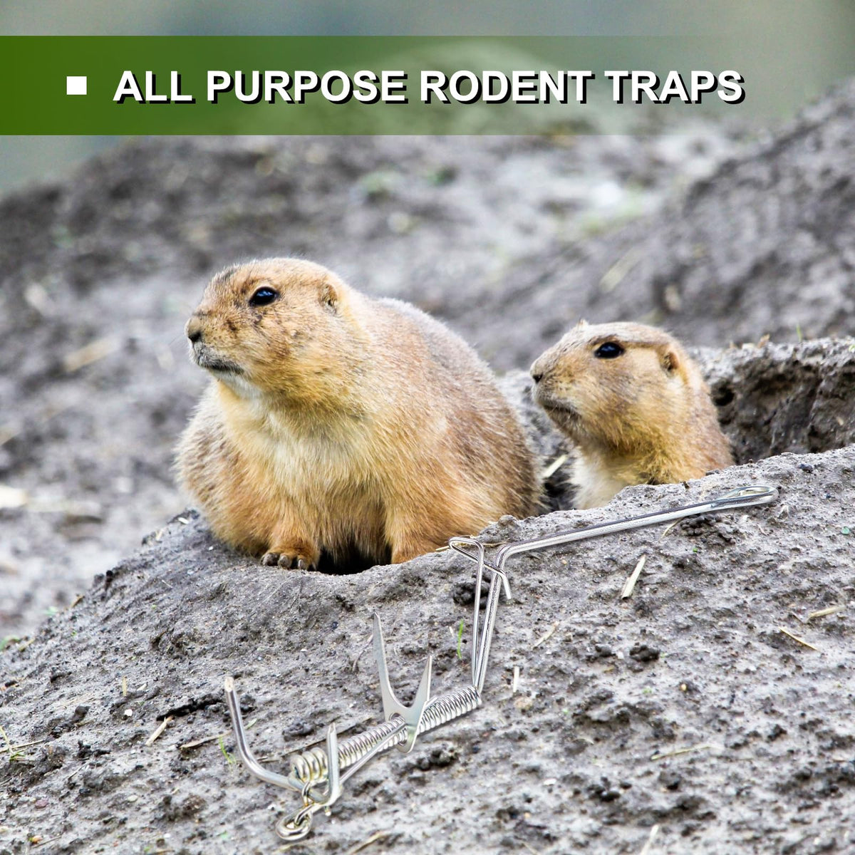 Qualirey underground action traps moles without visible disruption.