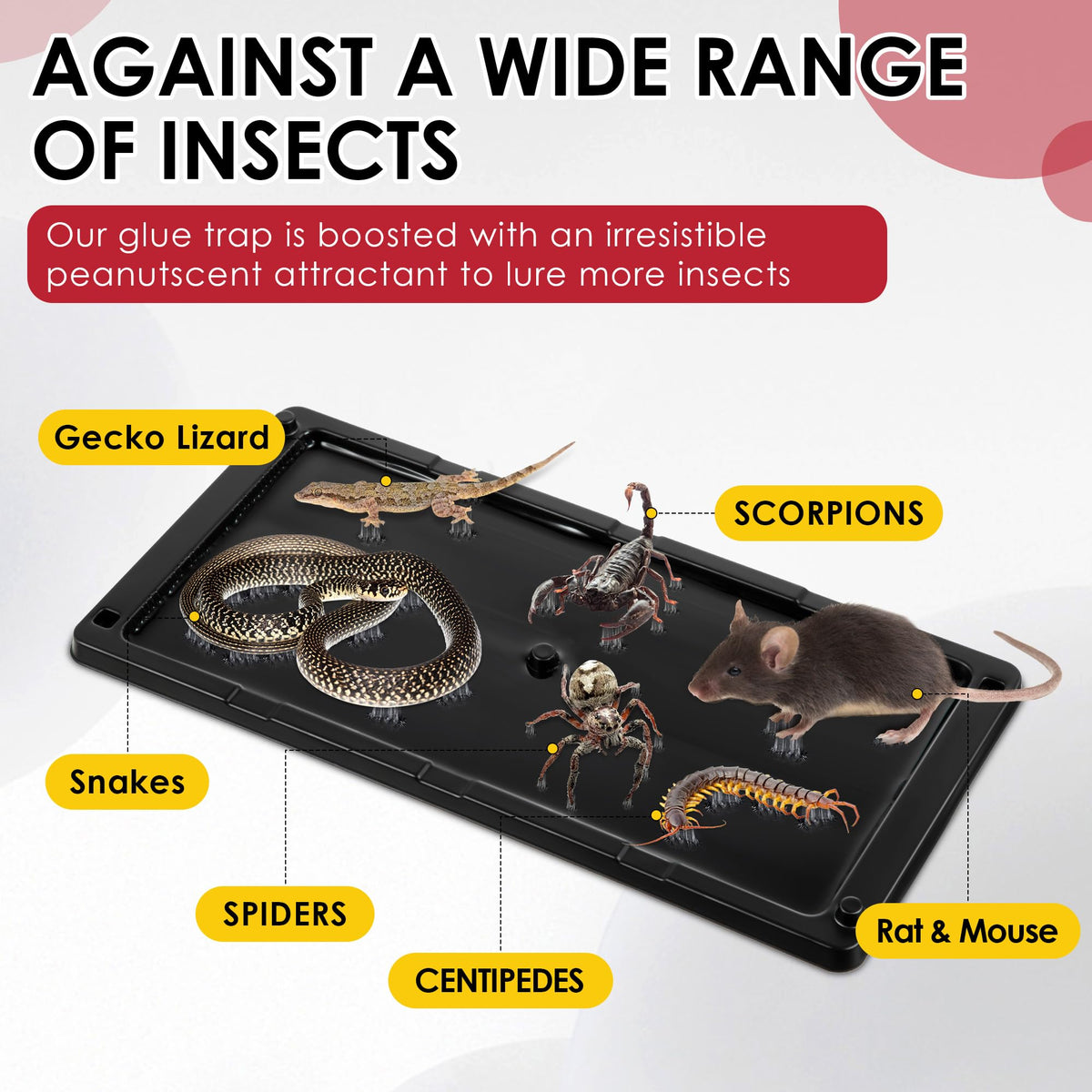 Qualirey non-toxic adhesive trap demonstrates safe indoor use around children