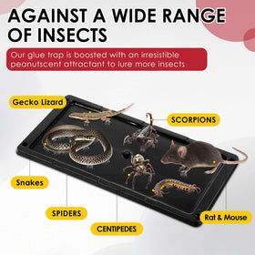 Qualirey non-toxic adhesive trap demonstrates safe indoor use around children