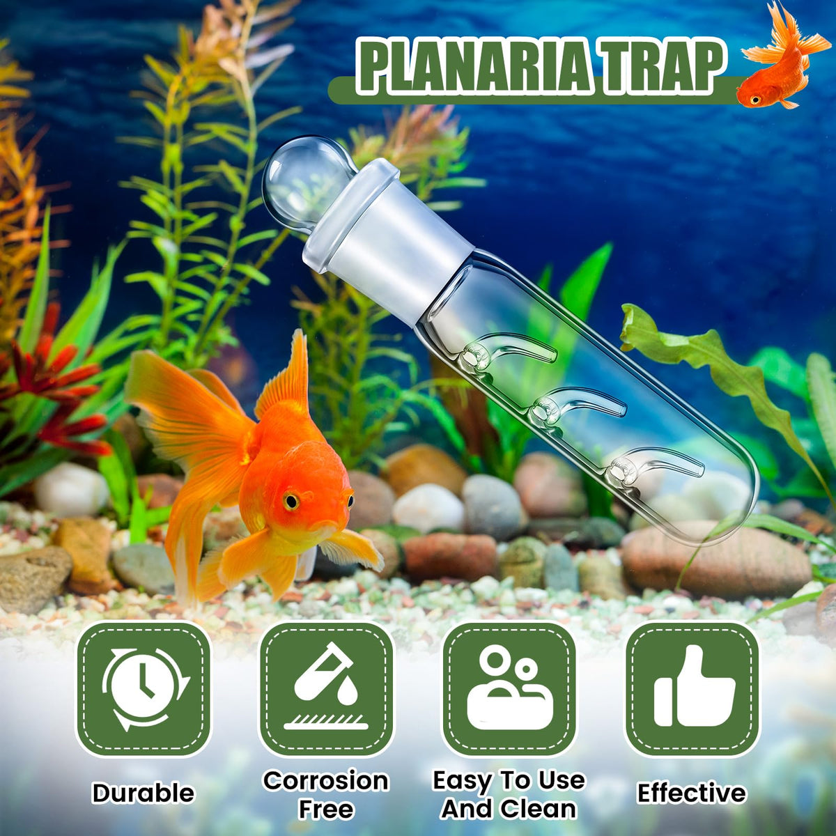 Qualirey planaria trap transparent observation view for real-time monitoring.