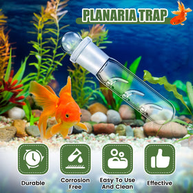 Qualirey planaria trap transparent observation view for real-time monitoring.