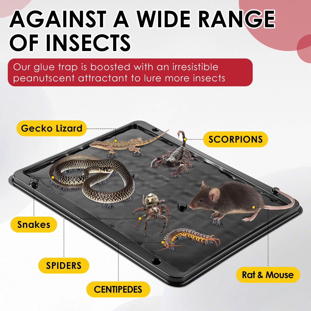 Qualirey pre-scented glue trap ready to use for quick placement in active rodent runways.