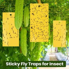 Qualirey pest control for roses and ornamental plants setup.
