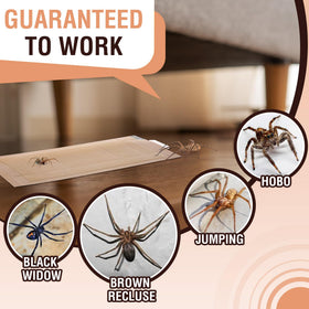 Qualirey indoor setup shows ready-to-use traps for quick spider control.
