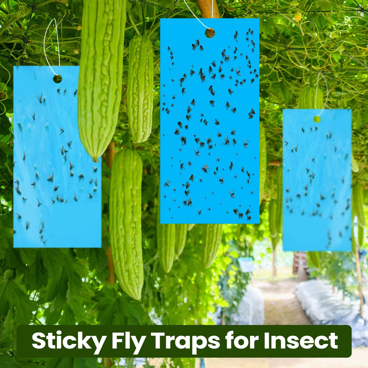 Qualirey thrips-gnats attraction emphasizes blue color lure for early capture.