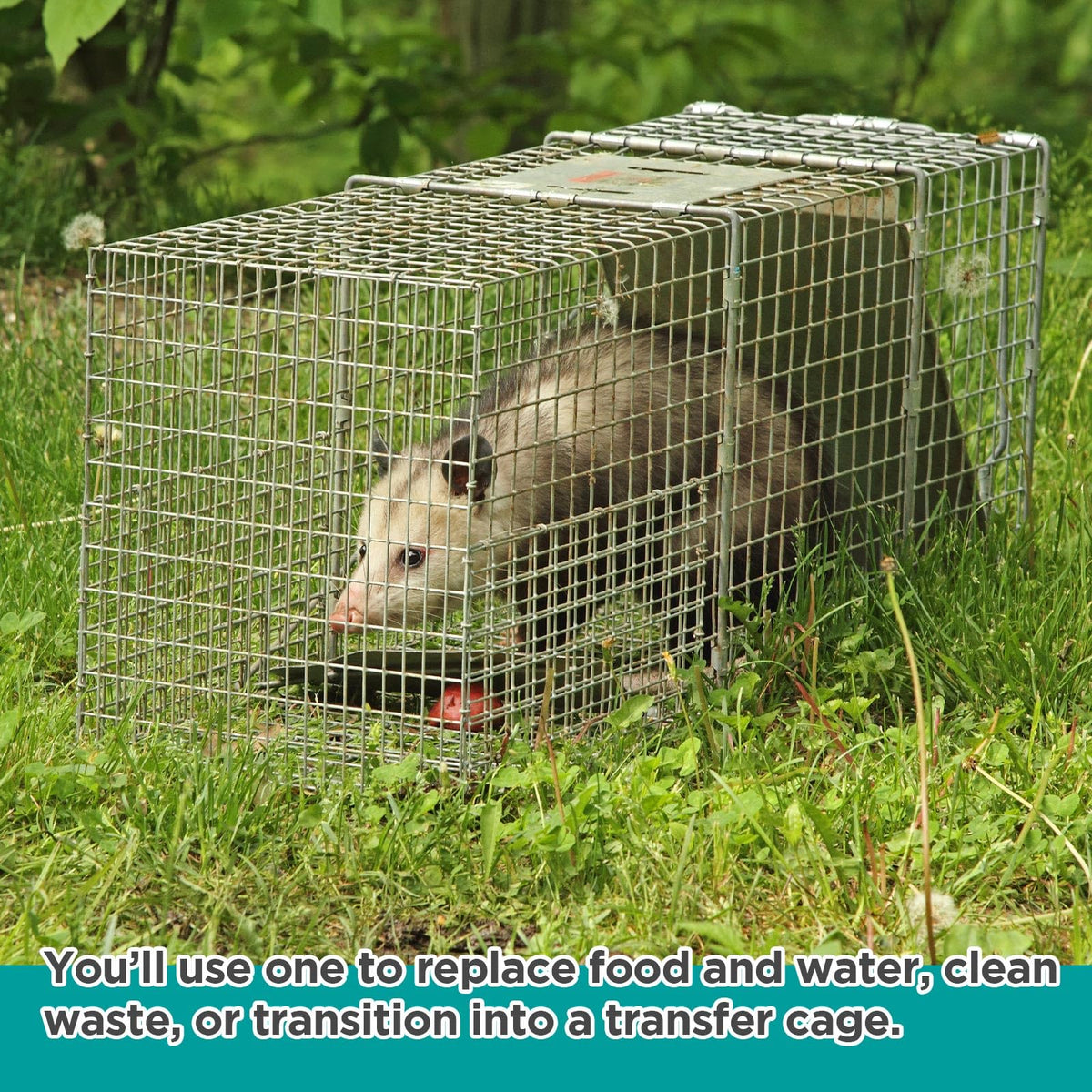Qualirey trap divider safety feature supports safe animal isolation.