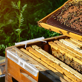 Qualirey trap placement upper and lower corners of hive for flexible positioning.