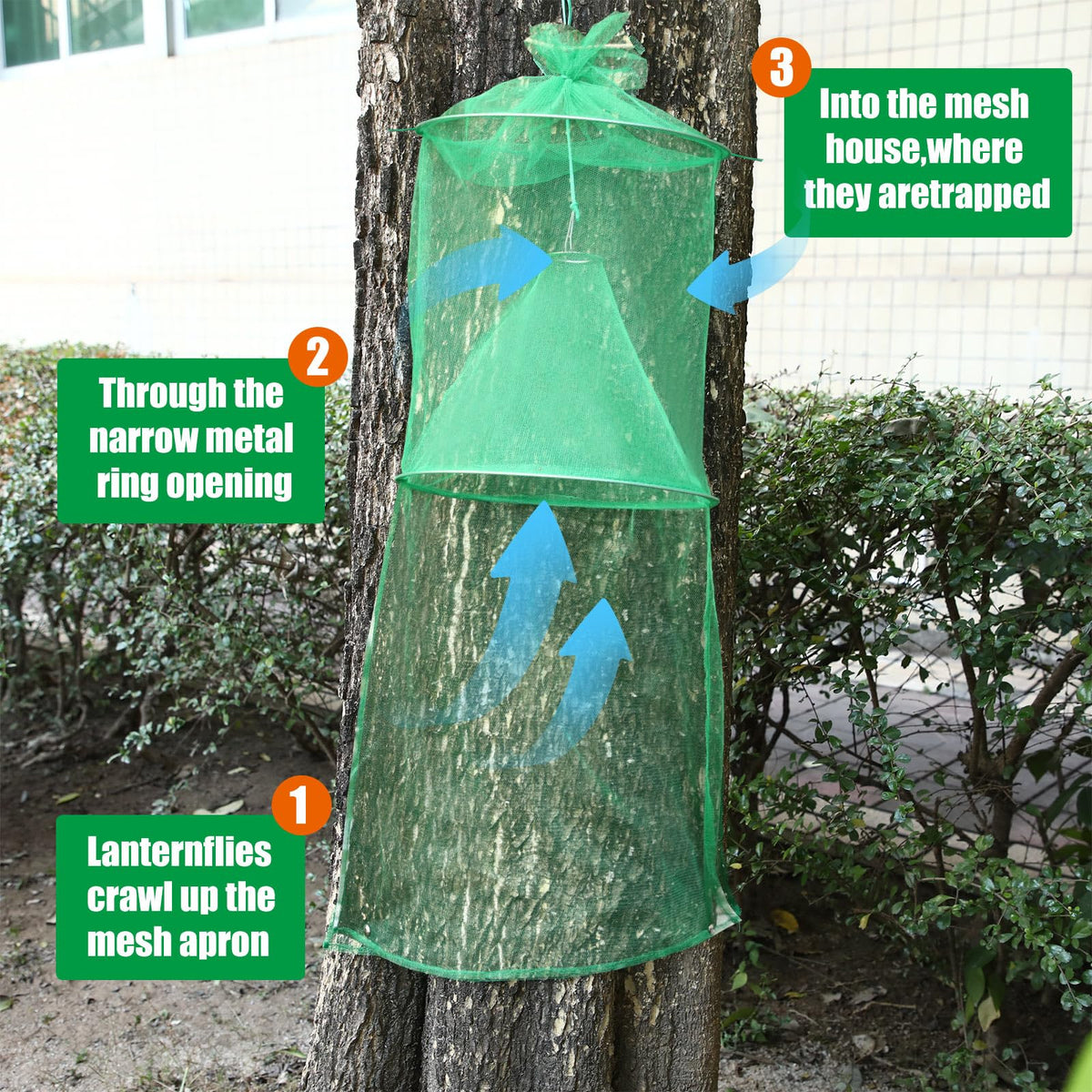 Qualirey tree-trap deployment on a large trunk.