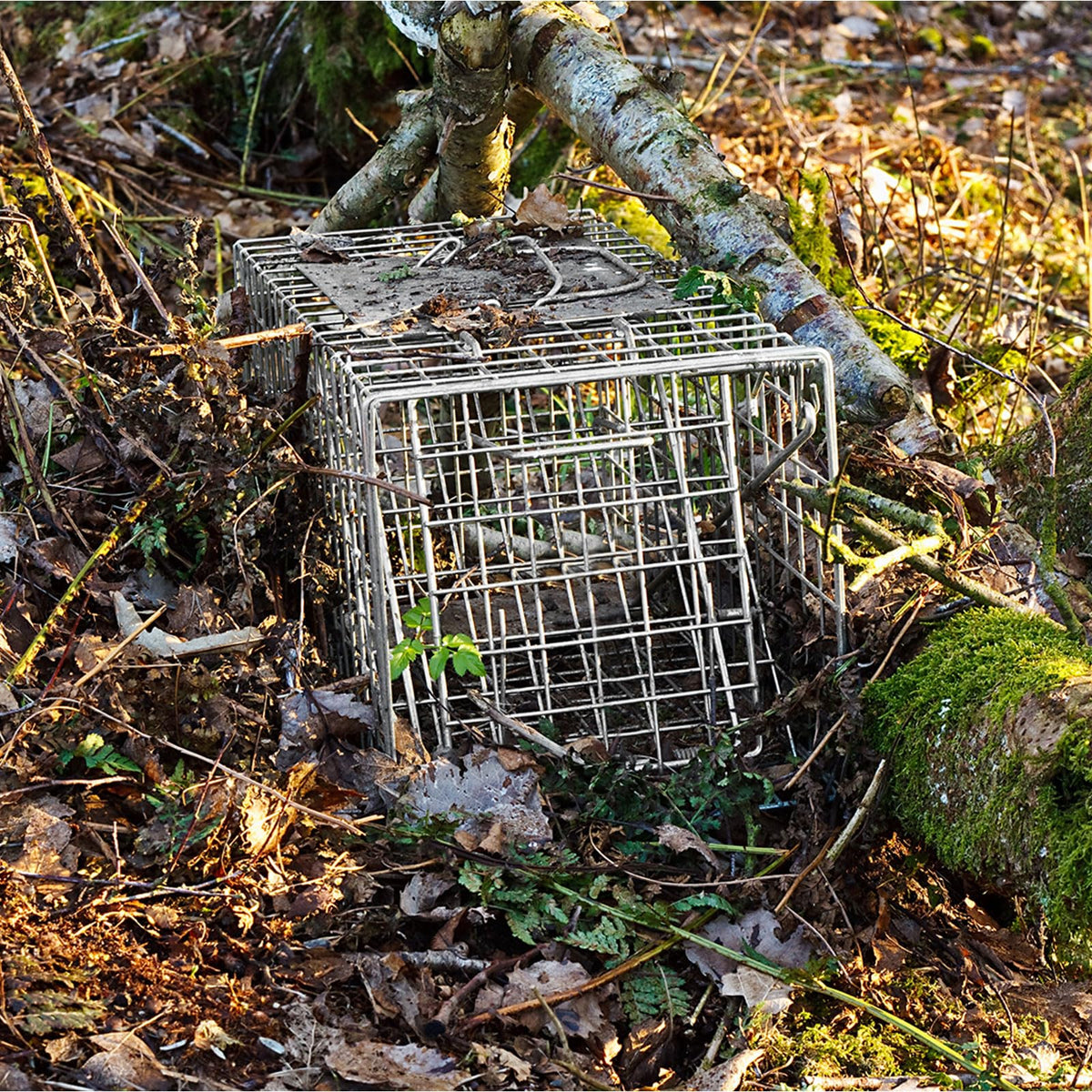 Versatile Qualirey trap suitable for relocating raccoons and more.