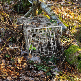 Versatile Qualirey trap suitable for relocating raccoons and more.