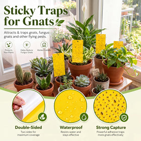 Qualirey trap hung near a potted plant for indoor use.