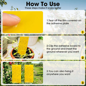 Qualirey yellow traps positioned near windows for pest monitoring
