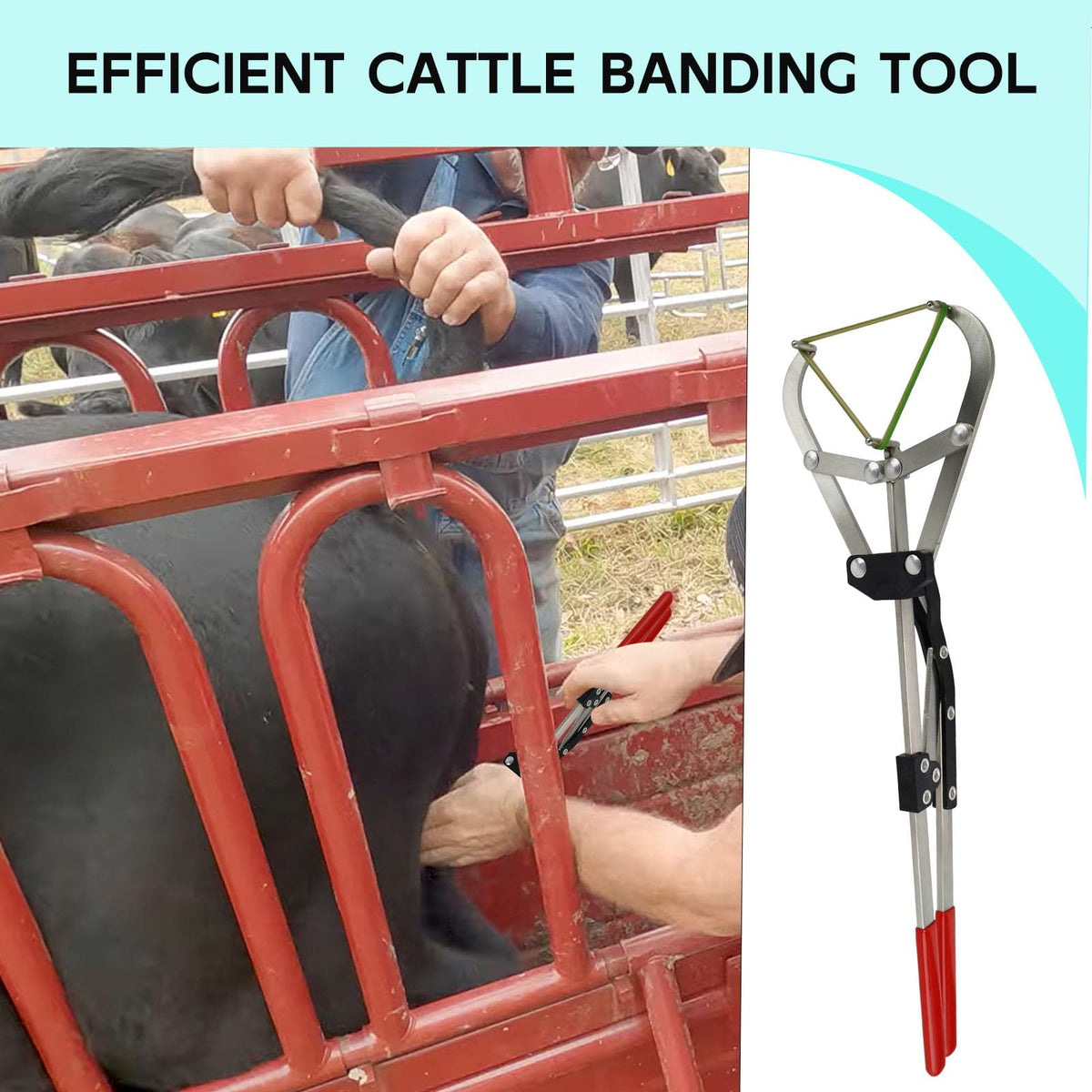 QUANSUPPLY latex bands (25 pcs) with high elasticity for reliable banding.