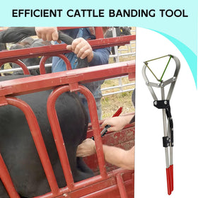 QUANSUPPLY latex bands (25 pcs) with high elasticity for reliable banding.