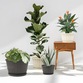 Quarut white whiskey-barrel planter adds elegant indoor-outdoor style.