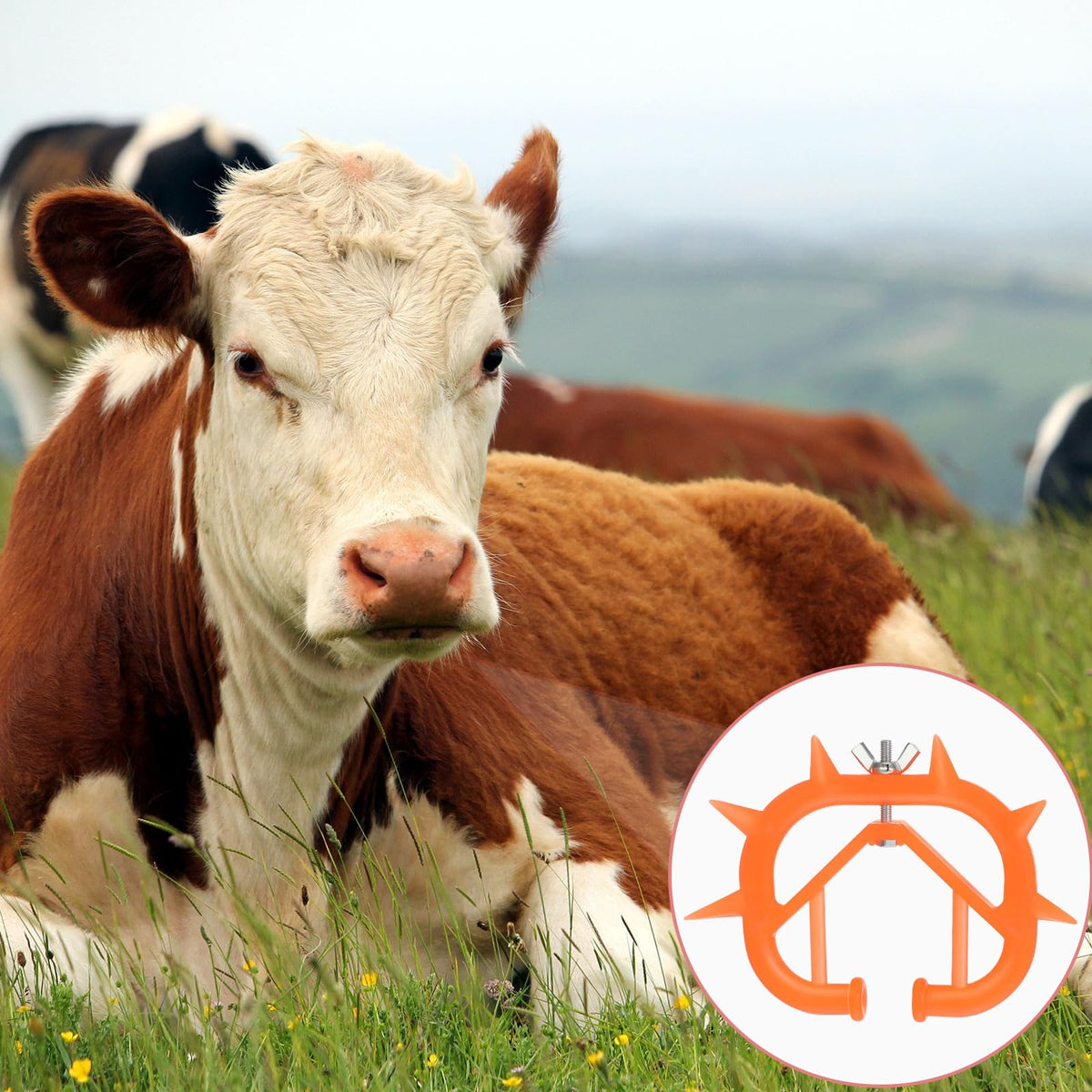 Queekay calf nose ring in use demonstrates non-intrusive weaning aid