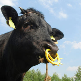 Queekay color-differentiated rings help track calves on the farm
