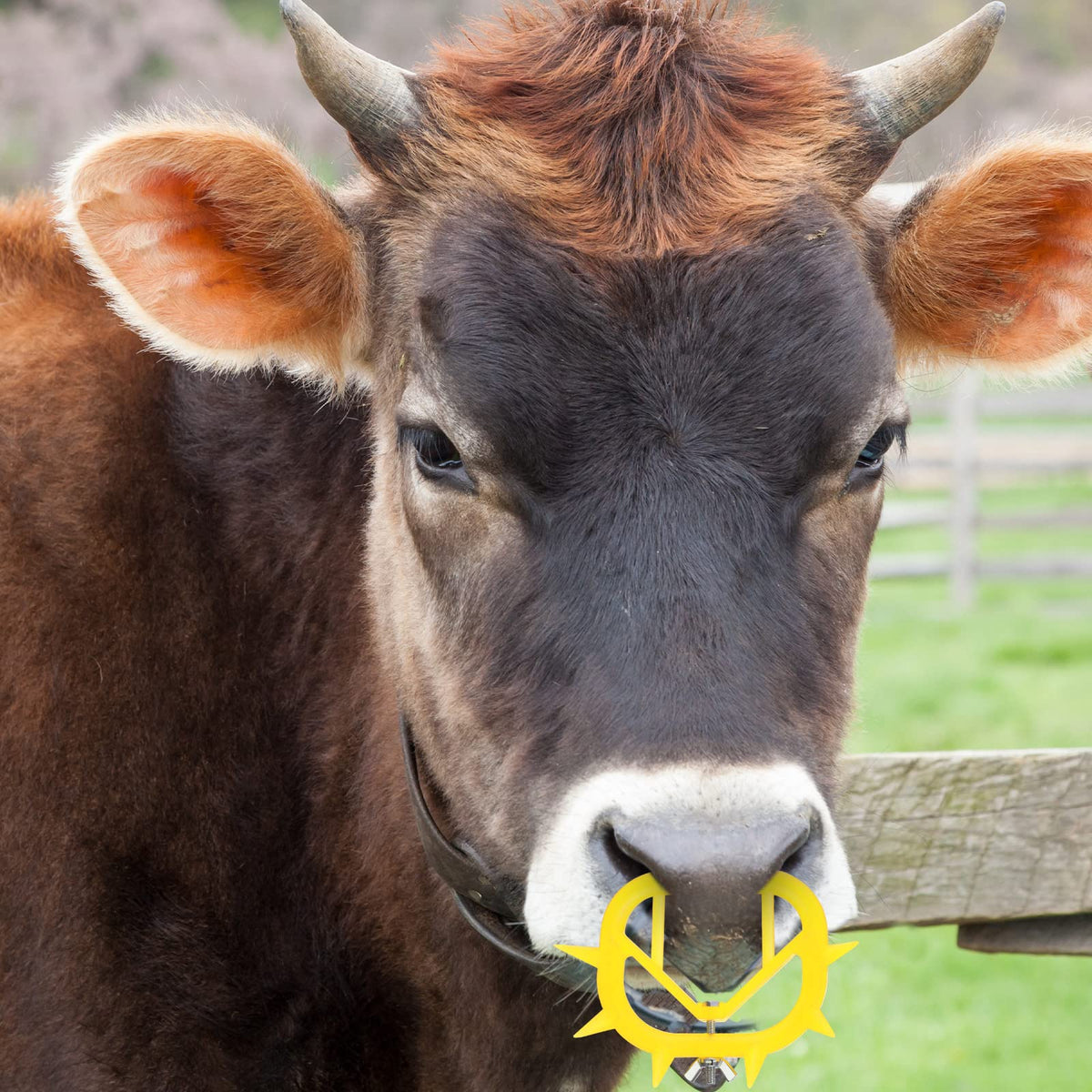 Queekay reusable plastic rings provide long-term cattle management support
