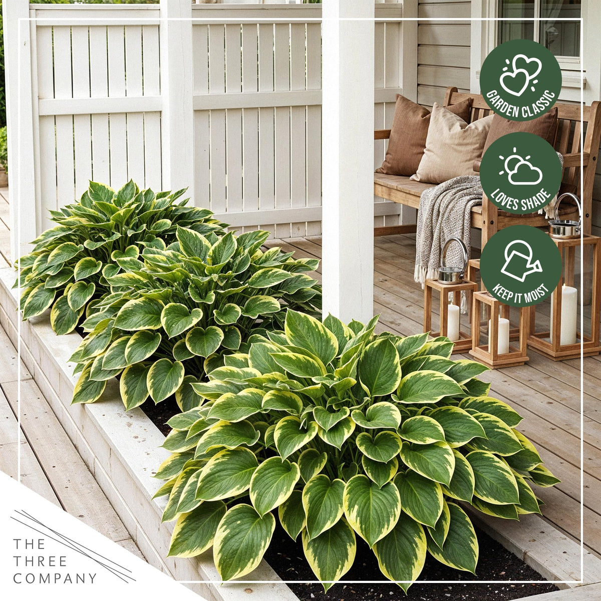 Queen Josephine hosta border plant showcased as a bold garden accent.