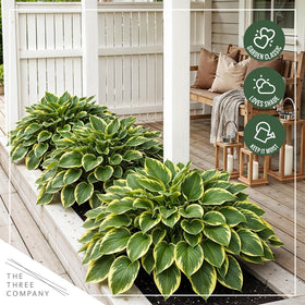 Queen Josephine hosta border plant showcased as a bold garden accent.