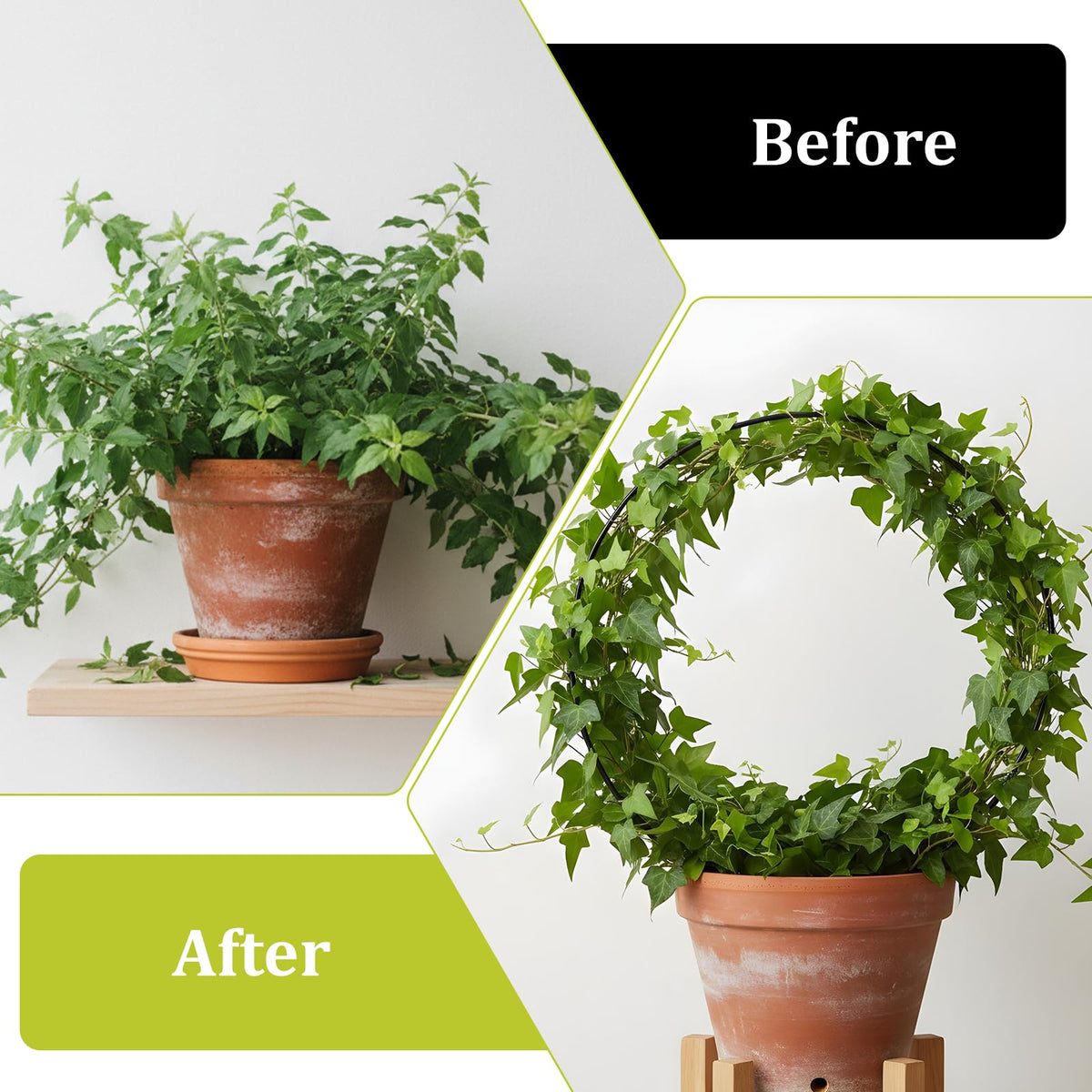 Qulkws ideal for hoya-pothos-philodendron; supports climbing plants