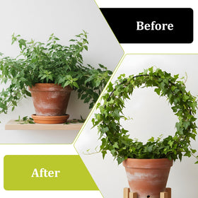 Qulkws ideal for hoya-pothos-philodendron; supports climbing plants