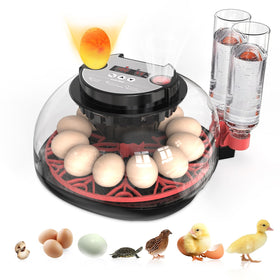 QVKHPCL incubator with 12-egg capacity for home hatchery projects.