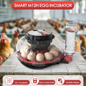 QVKHPCL incubator digital display shows precise temperature and humidity.