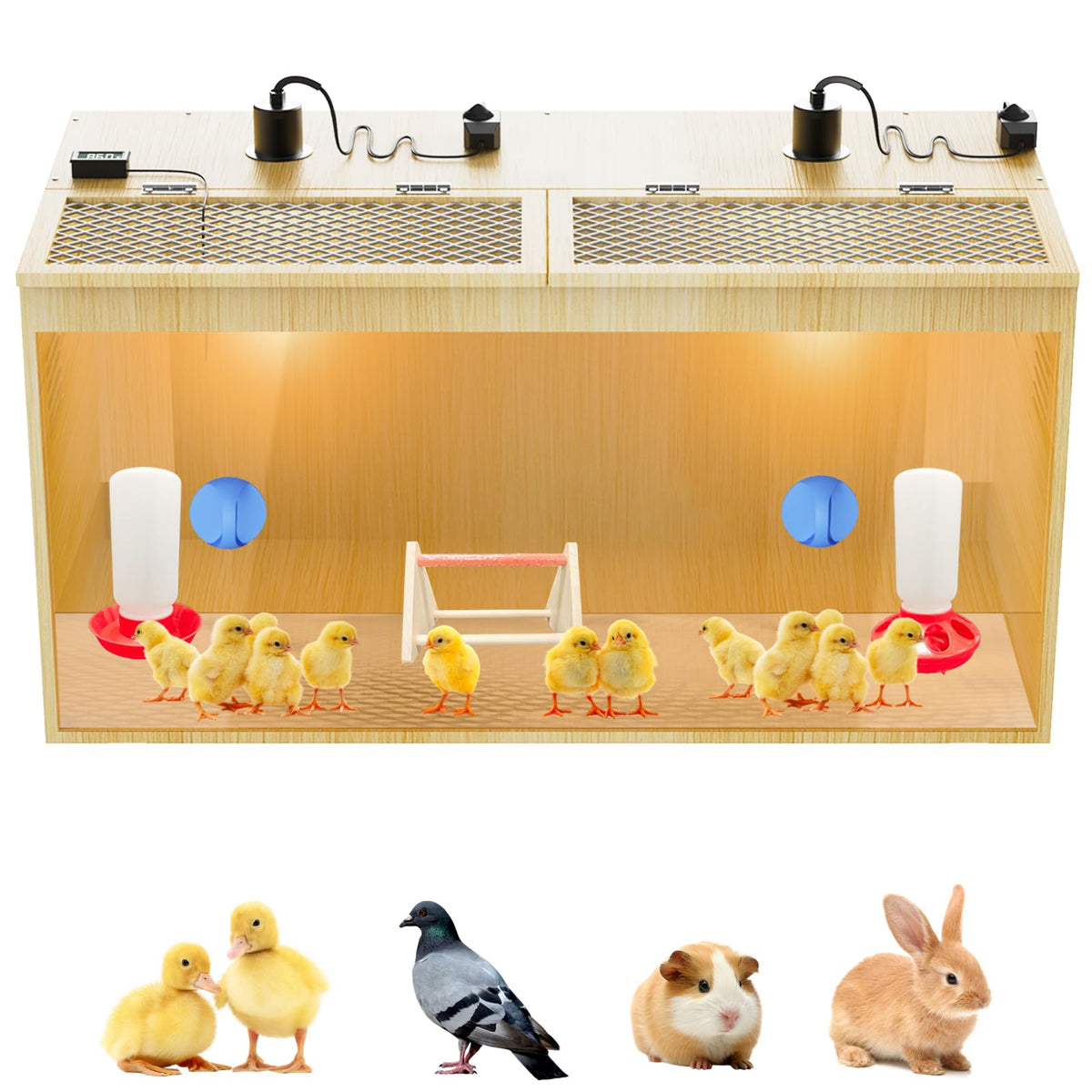 QVVCOOP brooder box interior showing spacious space for 12–15 chicks