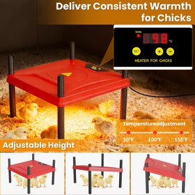 QVVCOOP spacious 50x43x25 inch brooder enables up to 30 chicks.