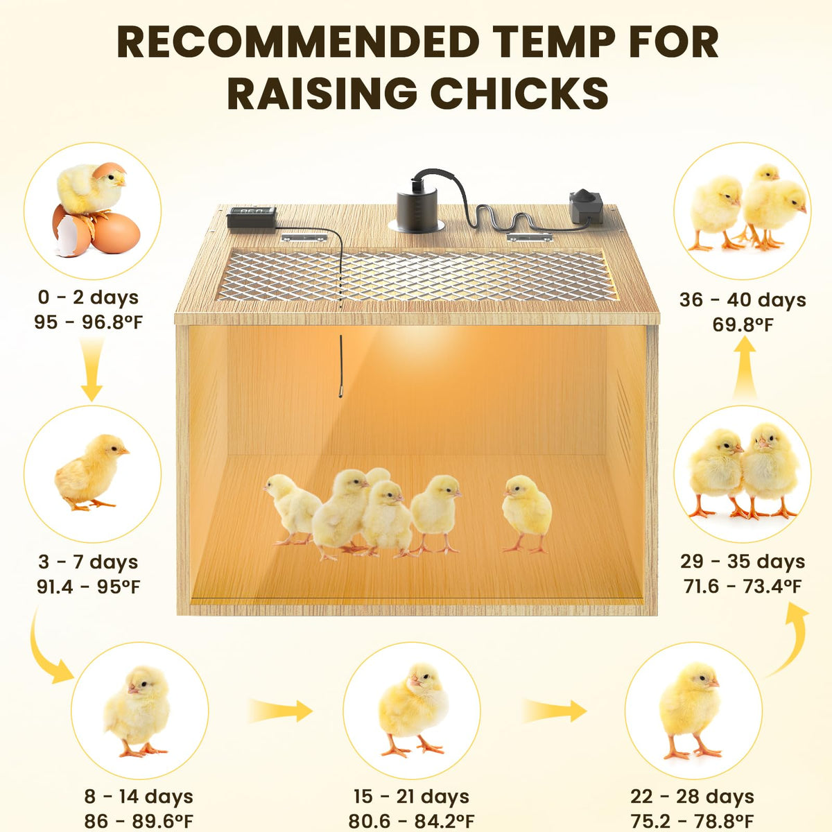 QVVCOOP spacious setup fits 3-5 newborn chicks comfortably.