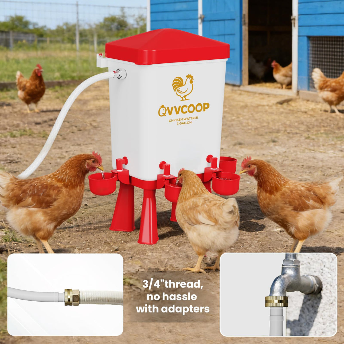 QVVCOOP red waterer in busy backyard chicken coop.