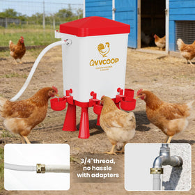 QVVCOOP red waterer in busy backyard chicken coop.