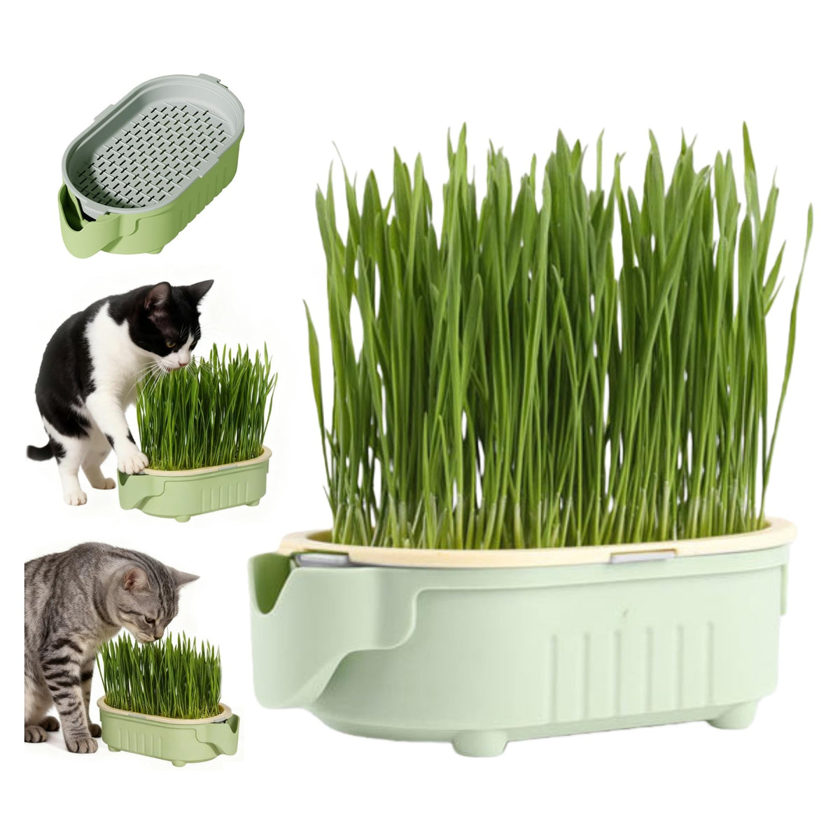 QZAVIRE hydroponic cat grass planter with a self-watering tray for easy indoor growing