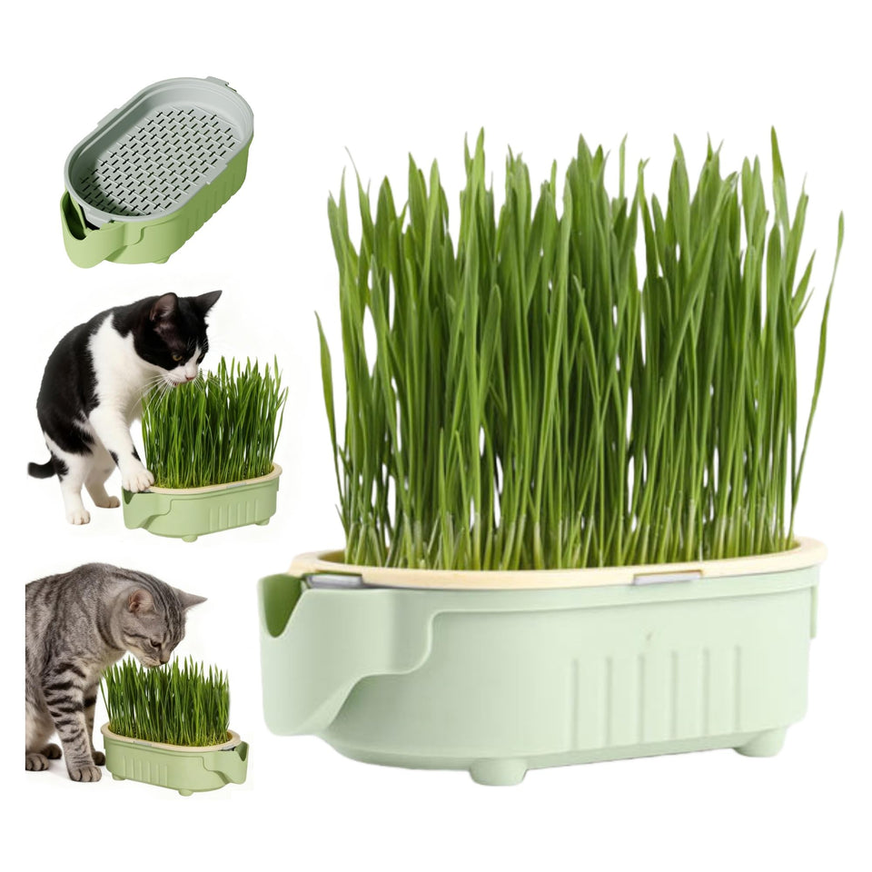 QZAVIRE hydroponic cat grass planter with a self-watering tray for easy indoor growing