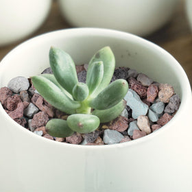 Rahato aeration-dense lava rocks promote air flow and prevent waterlogging in pots.