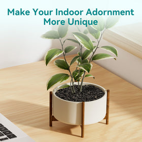 Rahato lava rocks bonsai terrarium offer natural mulch for miniature landscapes.