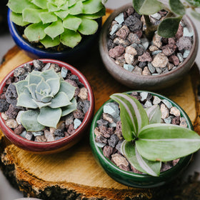 Rahato fairy-garden-terrarium lava rocks inspire creative layouts with breathable soil.