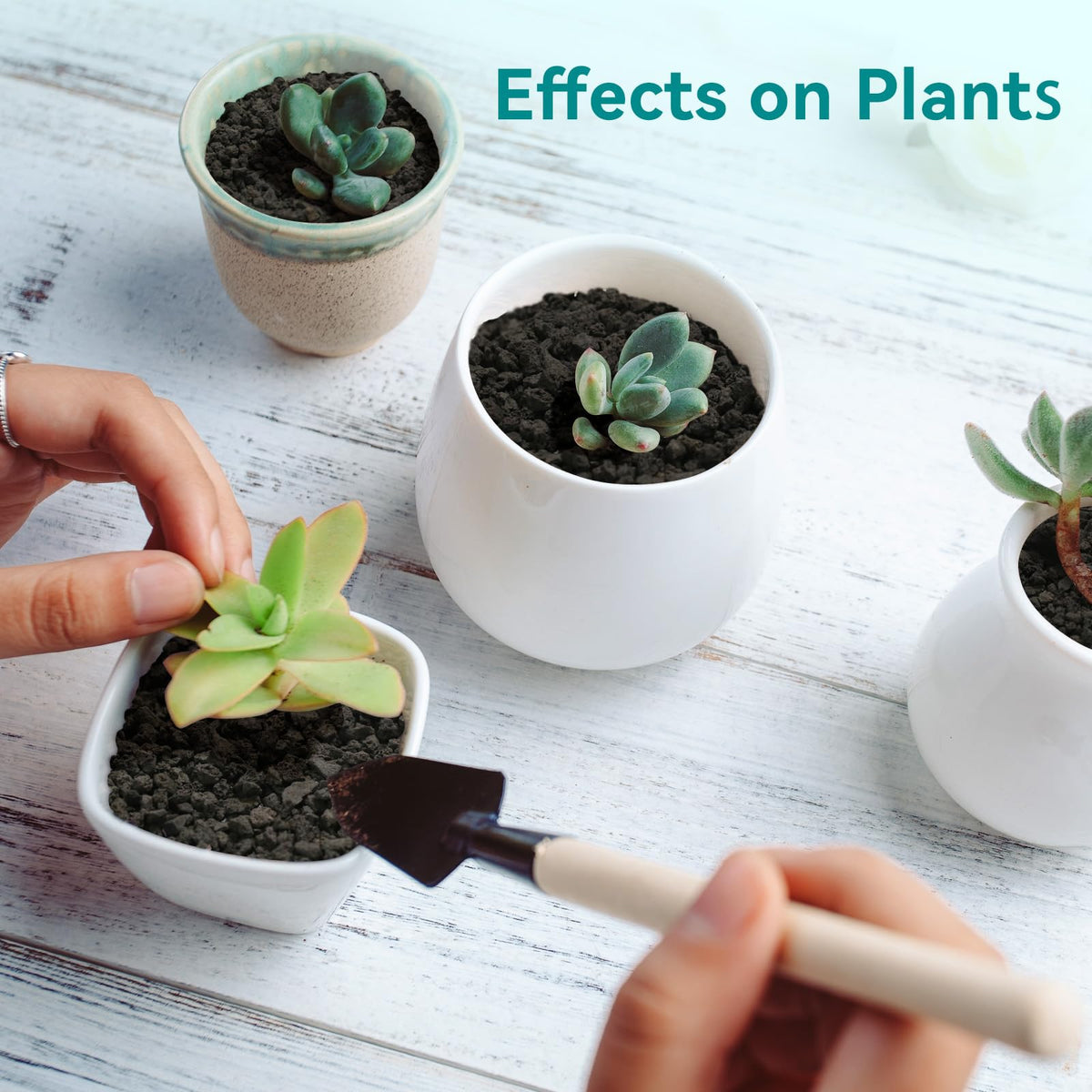 Rahato lava rocks planter top-dressing adds decorative texture and drainage.