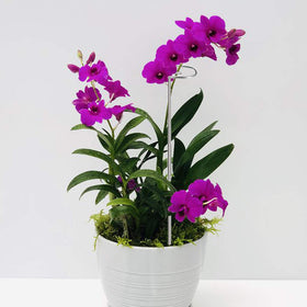 RAIKEDR single-stem plant-support ring keeps stems straight and elegant