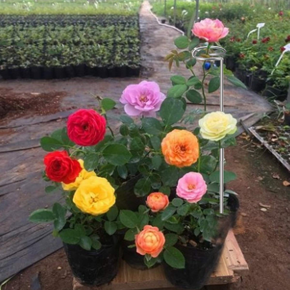 RAIKEDR wind-resistant stake protects tall plants from bending
