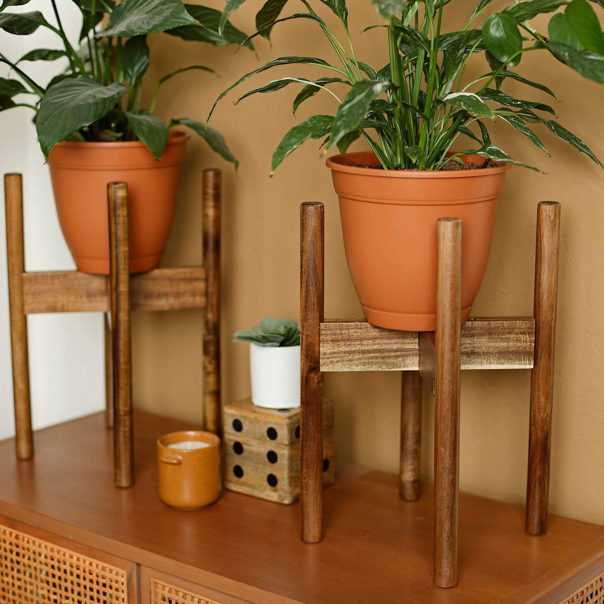 Rainbleland Acacia plant stand in living room complements modern decor and greenery.