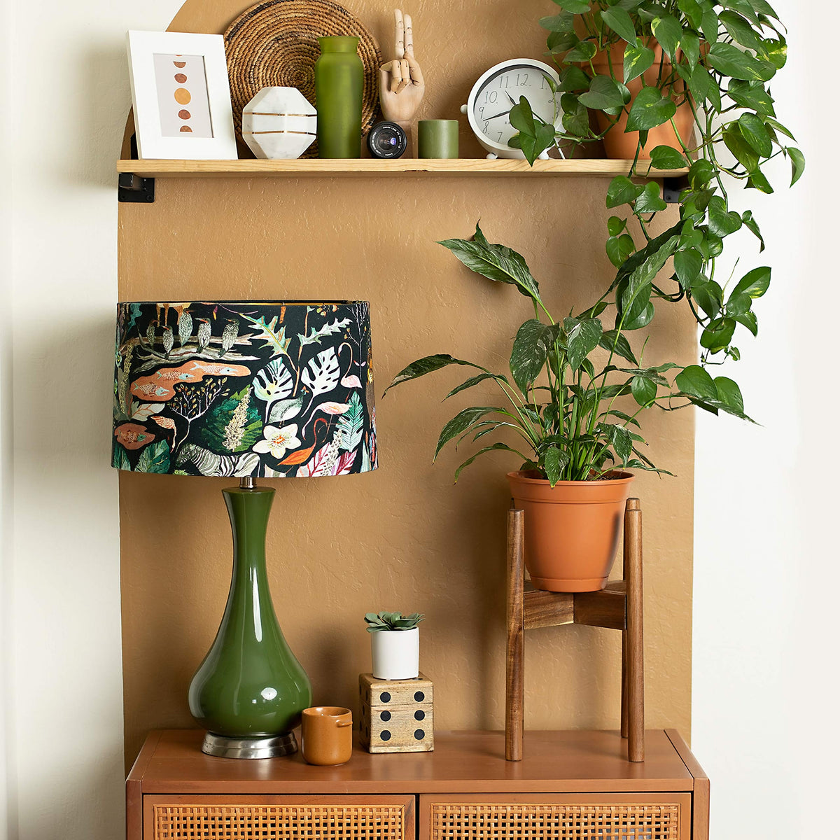 Rainbleland Acacia plant stand top view emphasizes compact base stability.