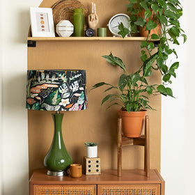 Rainbleland Acacia plant stand top view emphasizes compact base stability.