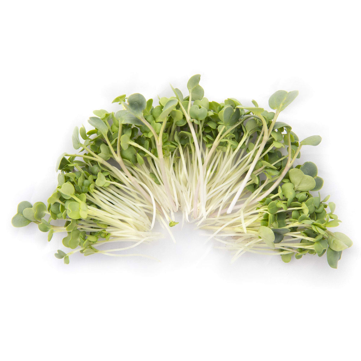 Rainbow Heirloom Eastern Sun pak-choi microgreen seeds ideal for nutrient-rich trays.