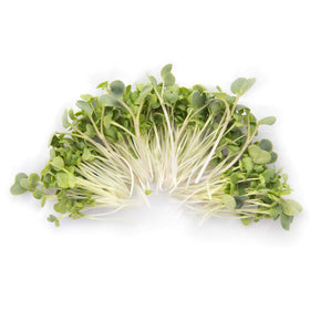 Rainbow Heirloom Eastern Sun pak-choi microgreen seeds ideal for nutrient-rich trays.