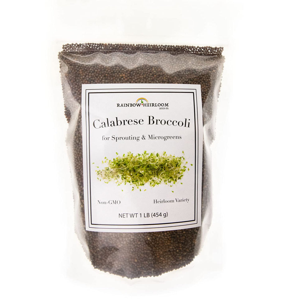 Rainbow Heirloom Calabrese broccoli seeds for sprouts ready to germinate.