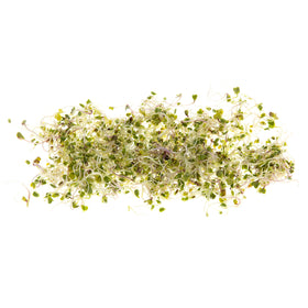 Calabrese broccoli sprouts grown in a tray using Rainbow Heirloom seeds.
