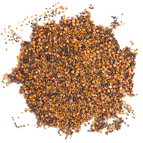 Rainbow Heirloom Seed Co. harvested microgreens on plate, vibrant color and spicy aroma for salads.