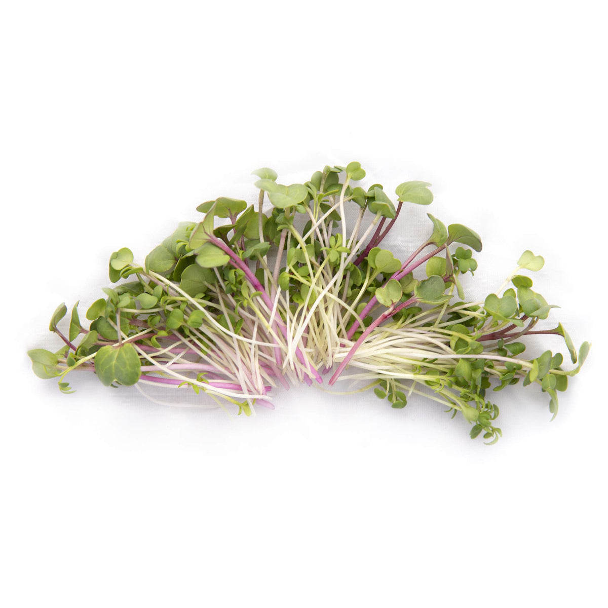 Rainbow Heirloom Seed Co. microgreens in tray, fast germination for hot, flavorful harvests.